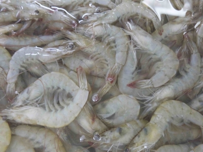 Ecuadorian shrimp prices to China under pressure from weaker yuan, competition