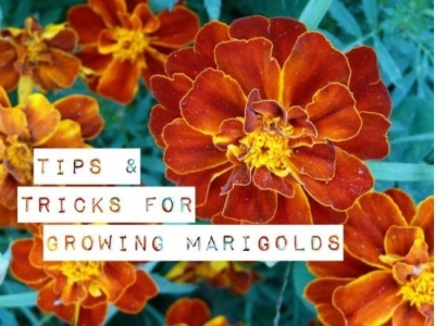 Growing Marigolds: Tips and Tricks