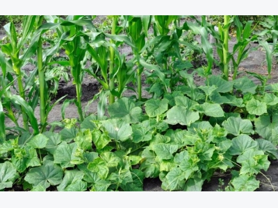 The three sisters: corn, beans and squash