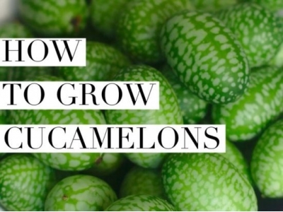 How To Grow Cucamelon