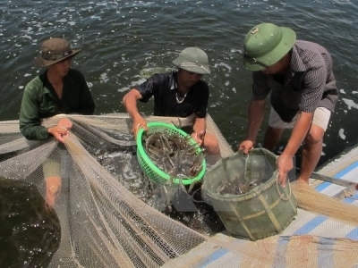Phu Yen applies high technology in shrimp farming