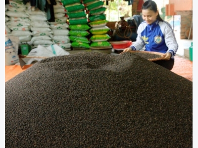 Sneaky Chinese buyers swaying Vietnams pepper prices
