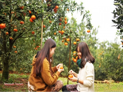 Cao Phong district develops orange orchard tourism