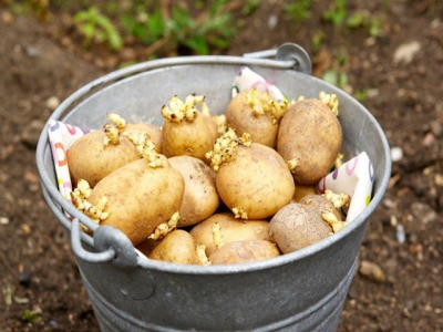 Starting off with potatoes