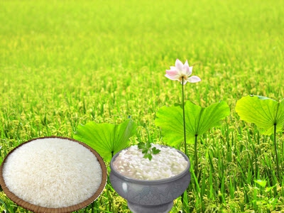 Giá lúa gạo tại Sóc Trăng ngày 20-08-2018