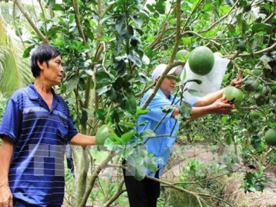 Bến Tre rice farmers switch to other crops