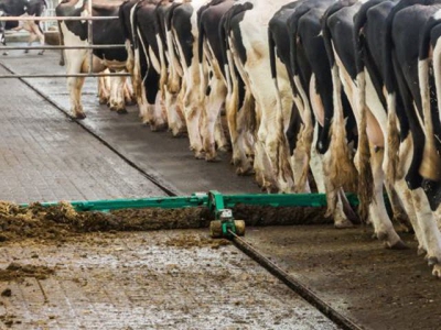 Managing barn scrapers contributes to dairy safety, hygiene