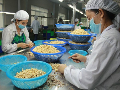 VN cashew producers in crisis due to lack of capital