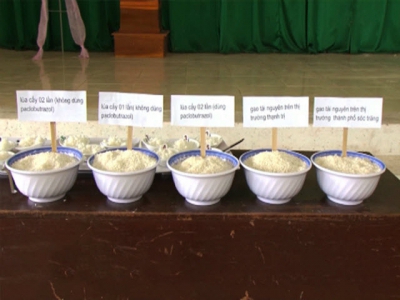 8 năm khôi phục thương hiệu gạo Tài Nguyên đặc sản