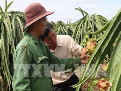 High prices, demand make dragon fruit season sweet for Bình Thuận farmers