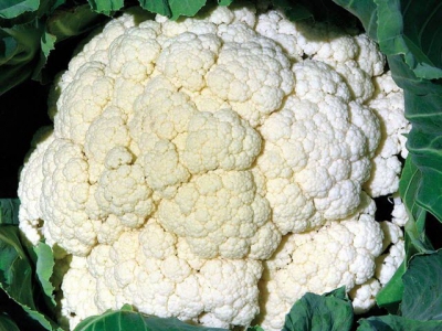 Conquer cauliflower mosaic virus