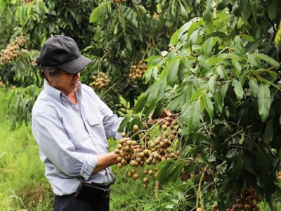 Tây Ninh encourages safe and high-quality farming