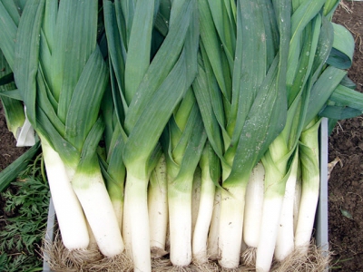 Expert Tips for Growing Leeks and Exhibition Leeks