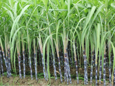 Improving water usage efficiencies in sugarcane