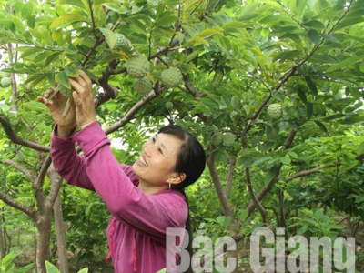 Luc Nam custard apple enjoys high price