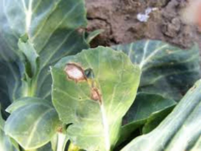 Blackleg fungus in cabbages