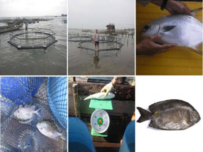 Nuôi thương phẩm một số loài cá có giá trị kinh tế bằng lồng quy mô nhỏ công nghệ Đan Mạch