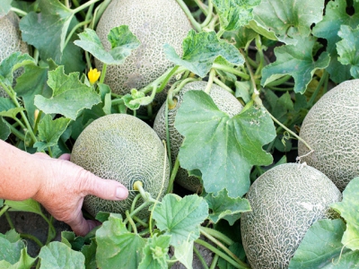 8 Tips for Growing The Sweetest Melons