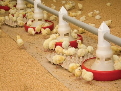 Broiler post-hatch super pre-starter boosts performance