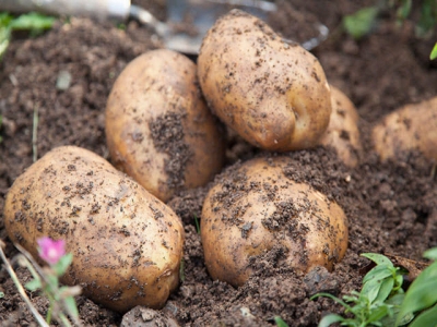 How to Grow Potatoes: Growing Potatoes, Planting Potatoes & Storing Potatoes