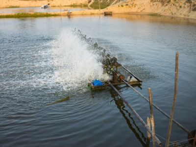 Early feed restriction may program shrimp for growth