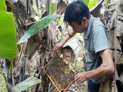 Thuong Tien village develops beekeeping for honey