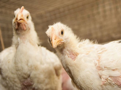 The upside to vegetarian-fed broilers