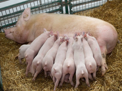 Establishing the pigs gut microbiota as early as possible is key, says a swine specialist