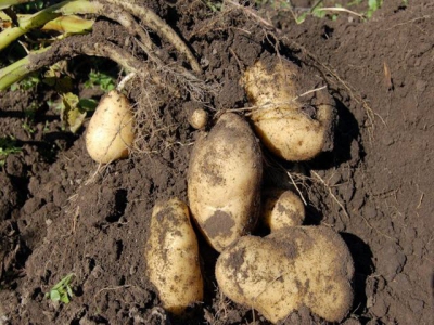 Potato planting procedures