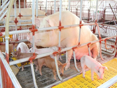 Bệnh viêm tử cung trên đàn lợn nái ngoại tại Đồng bằng sông Hồng
