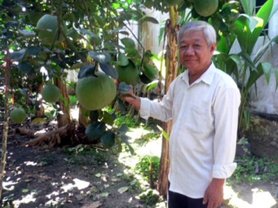 Ông Trần Quang Chánh: Nâng cao thu nhập nhờ trồng bưởi da xanh