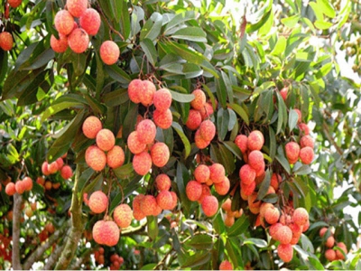 Luc Ngan lychee recognized as global favorite farm produce