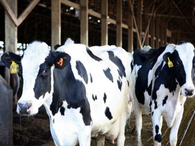 Membrane technology to clean water from dairy manure