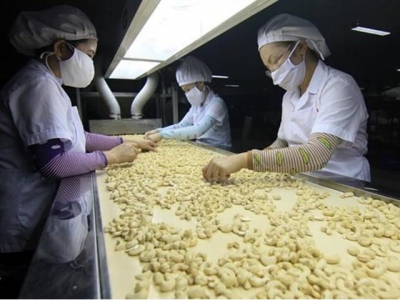 Vietnams cashew export to China strongly rises