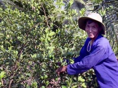 Tân Mỹ trồng chanh xen trong vườn dừa hiệu quả kinh tế cao