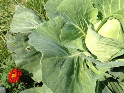 A new, very dangerous cabbage disease