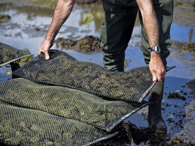 How to grow the UKs shellfish sector