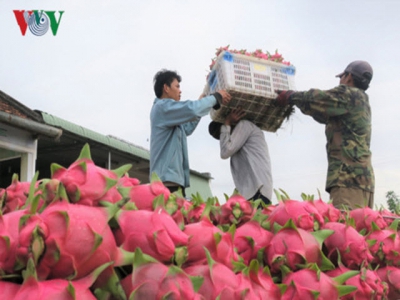 Dragon fruit prices from Binh Thuan enjoy steep rise