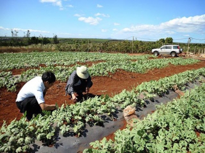 8 kilograms of watermelon seeds exported to Japan