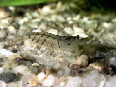 Feed ingredient increases post-larval shrimp survival, weight gain