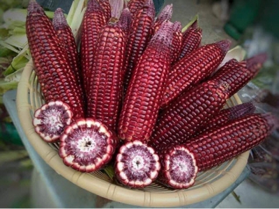 Thai red sweet corn sold in Vietnam market