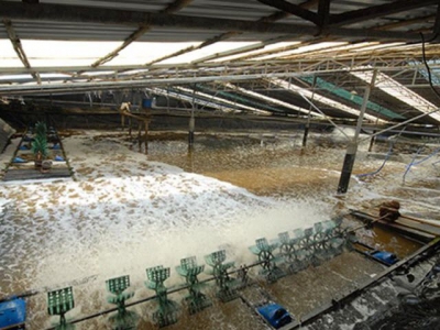 Success in shrimp culture comes from advanced technology