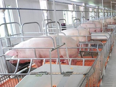 Mekong delta shifts to swine breeding in value chains