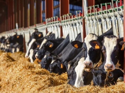 Mastitis control programs sought for organic dairy herds