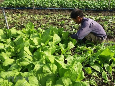 Ba Ria-Vung Tau starts to embrace organic farming