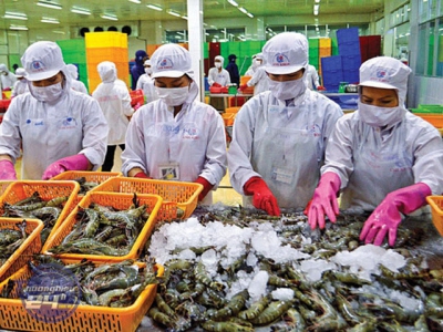 EVFTA paves way for more catfish, shrimp exports to EU