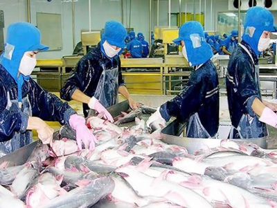 Pangasius fish price drops to ten year low