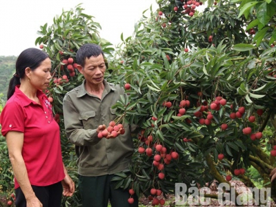 2019 lychee crop: Increased quality and efficiency
