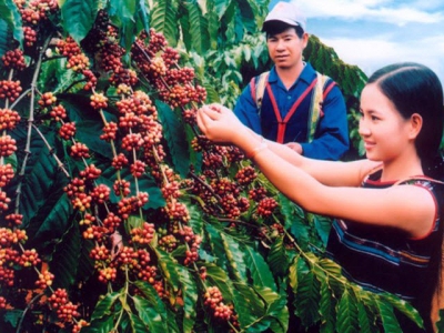 Canh tác cà phê, hồ tiêu hữu cơ thông minh