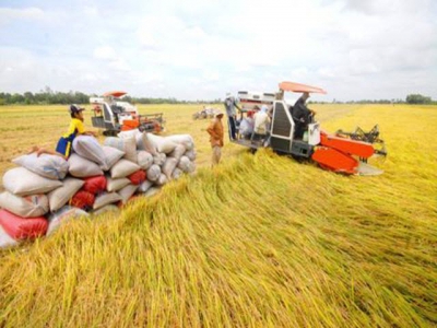 Vietnams rice exports to China plunge